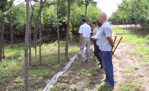 規范管理育精品，凱創園林苗圃苗木生長情況點評