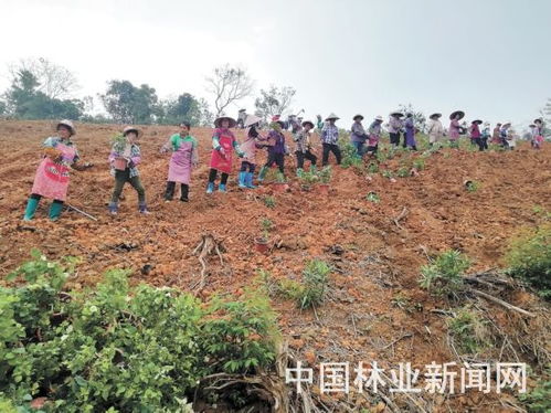 防疫造林兩不誤，綠滿高峰正當時