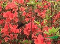 造林苗優選，映山紅苗圃助力綠色湖南建設