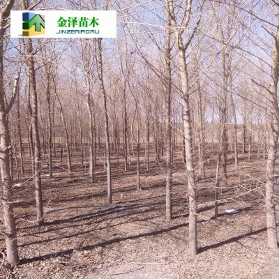 六盤水榆樹與資陽榆樹 河北保定博野金澤綠化苗木基地的造林苗木優選