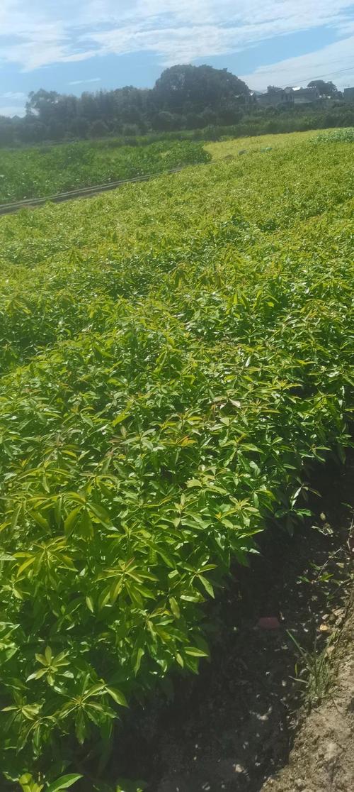 木荷杯苗,造林苗木,江西木荷大量供應,苗圃直供,走量批發