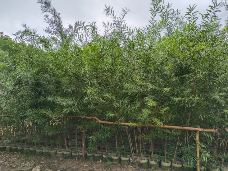 廣東揭陽普寧市相思樹苗批發 12元每棵的造林苗，為何成為綠化工程的實惠之選？